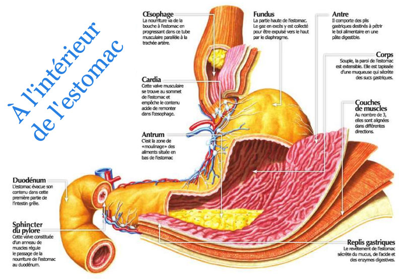 Anatomie de l'estomac