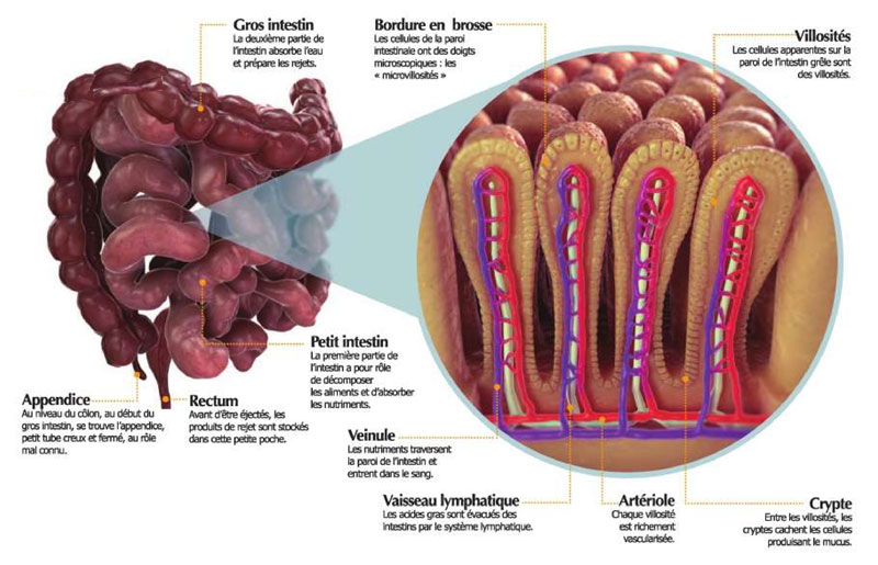 Anatomie des intestins